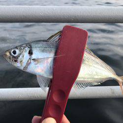 ジグサビキ&タコゲーム