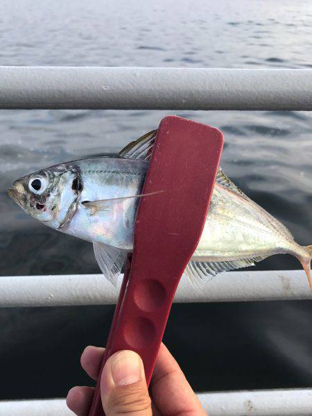 ジグサビキ＆タコゲーム