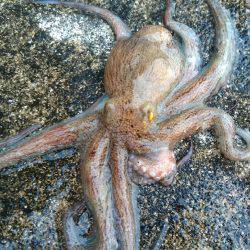 タコ　ダブルヘッダー