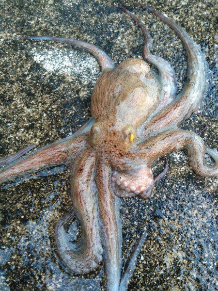 タコ　ダブルヘッダー