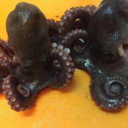 ツバス狙いのはずが