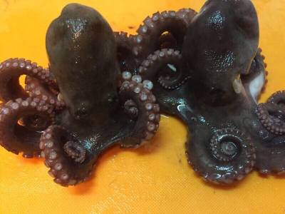 ツバス狙いのはずが