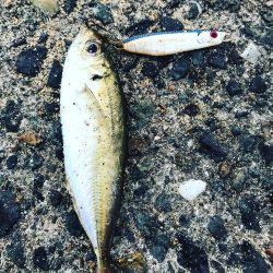 ケンサキ数釣りエギング