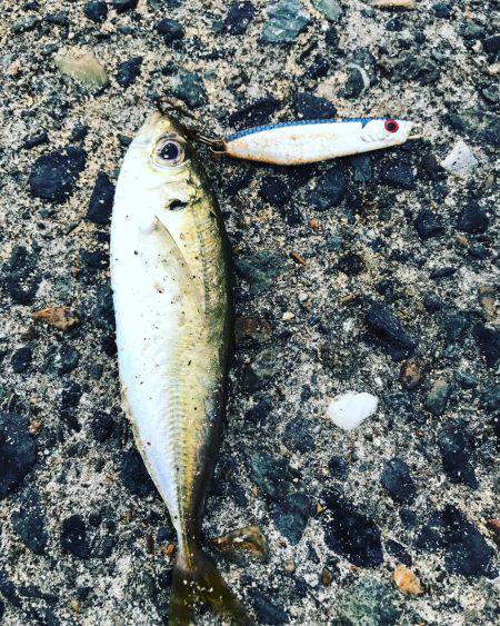 ケンサキ数釣りエギング