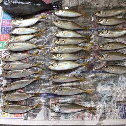 サビキでグレが…