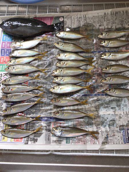 サビキでグレが…