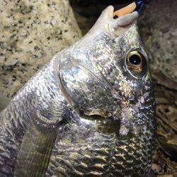 まだまだ釣れてます！