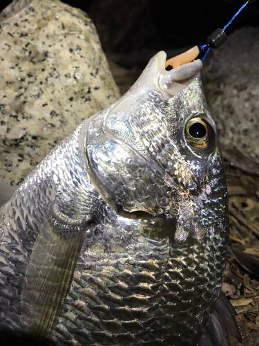 まだまだ釣れてます！