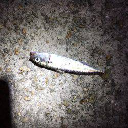 小サバと小メバル