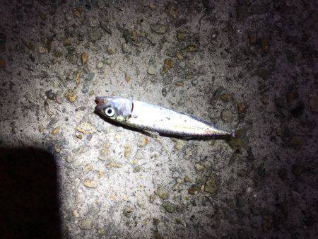 小サバと小メバル