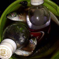 久々のアジング