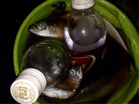 久々のアジング