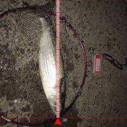 活性高いのはボラのみ