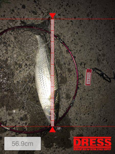 活性高いのはボラのみ