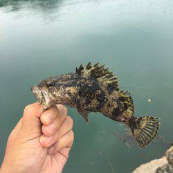 ロック！フィッシュ！