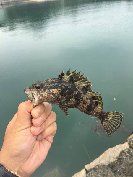 ロック！フィッシュ！