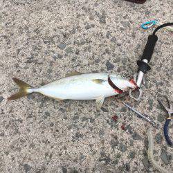 青物、タチウオ、シーバス狙い