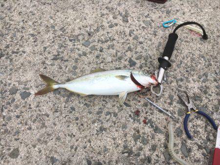 青物、タチウオ、シーバス狙い