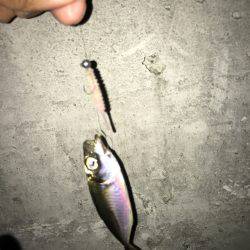 神戸港アジング…まだまだ豆アジ