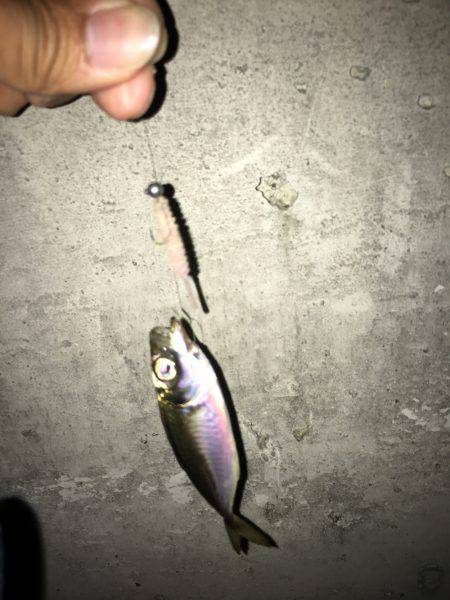 神戸港アジング…まだまだ豆アジ