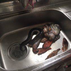 サバはいづこへ、、、