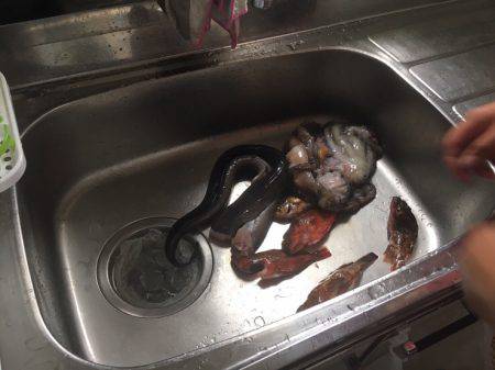 サバはいづこへ、、、