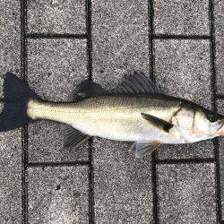 雨、ローライト、シーバスゲーム