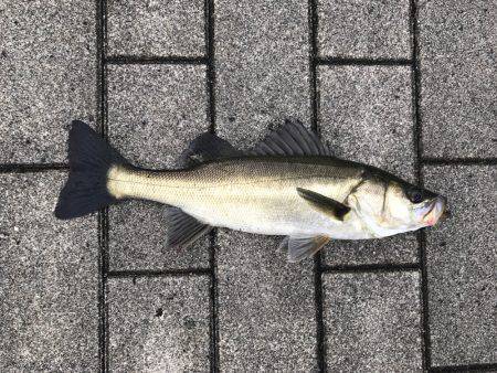雨、ローライト、シーバスゲーム