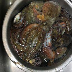 オクトパッシング&ジグサビキ&ショアジギ