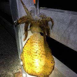 ケンサキではなくアオリ