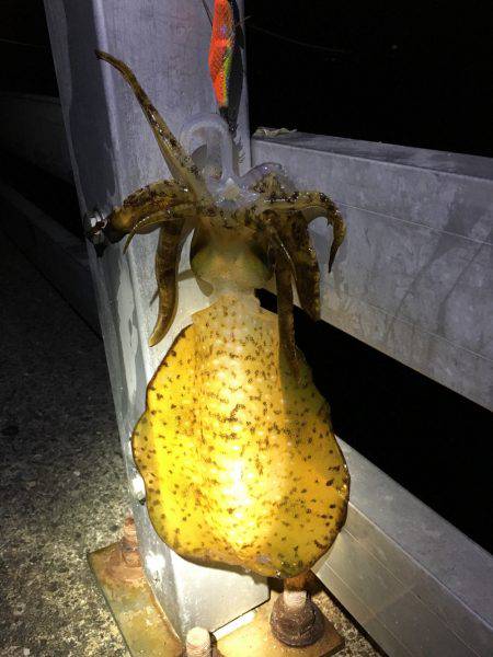 ケンサキではなくアオリ