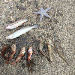 太刀魚釣りたかった