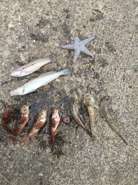 太刀魚釣りたかった