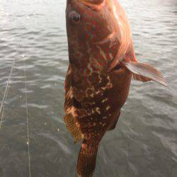 シーバスのはずが(T . T)