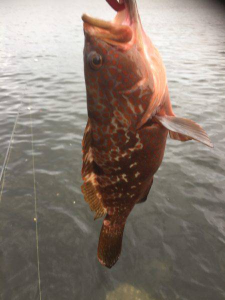 シーバスのはずが(T . T)