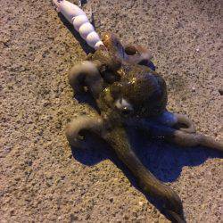 ギリギリお持ち帰りサイズ。