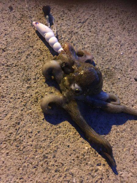 ギリギリお持ち帰りサイズ。