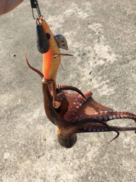 タコ釣れました