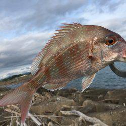 タイタイタイ！