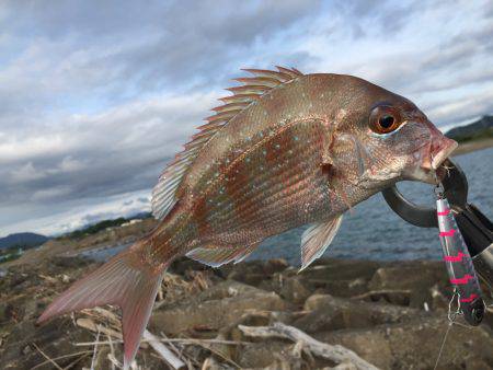 タイタイタイ！