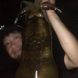 ケンサキ狙いでアオリイカ