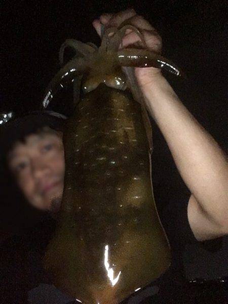 ケンサキ狙いでアオリイカ