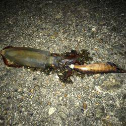 平日ライトエギング