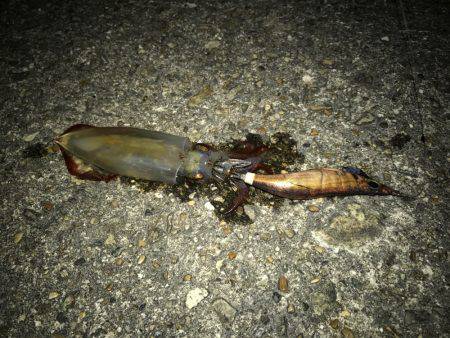 平日ライトエギング