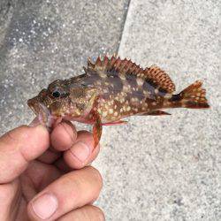 まづめのアコウ