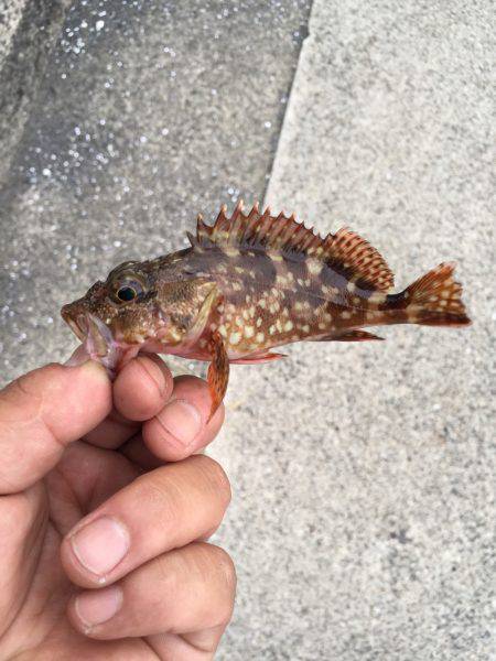 まづめのアコウ