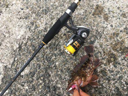 ガシラ マイワシ タチウオ