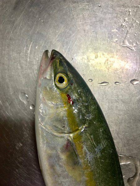 メタルマルでつばす