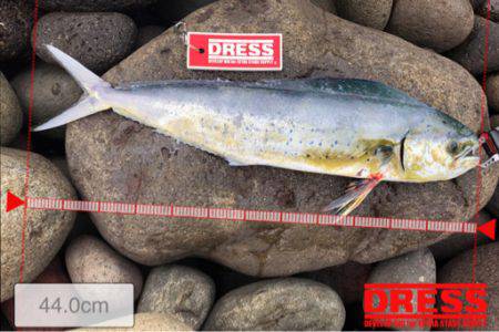 初ライトショアジギング