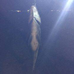 シーバス狙ってました。笑